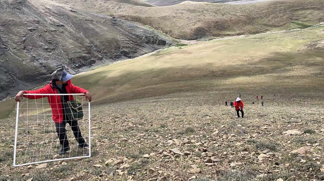 走上山看见植被全貌 青藏高原山地植被调查取得新发现