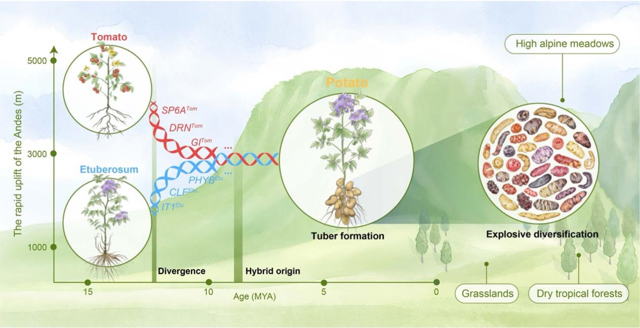 马铃薯的“妈妈”竟然是番茄？科学家揭示马铃薯物种起源之谜