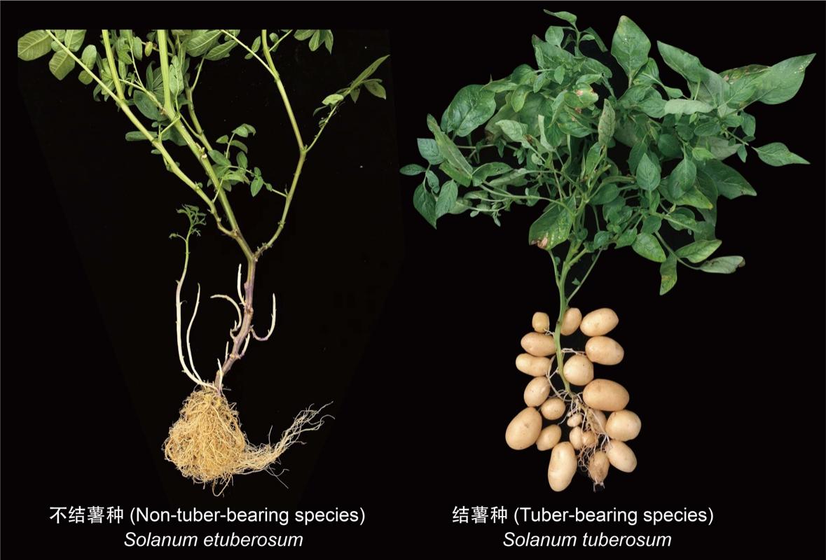 马铃薯的“妈妈”竟然是番茄？科学家揭示马铃薯物种起源之谜