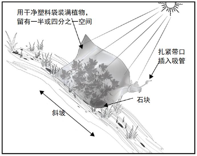 野外生存训练如何获得干净淡水？