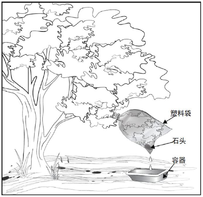 野外生存训练如何获得干净淡水？