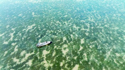 在渤海湾种出一片“海底草原”——河北省唐山市曹妃甸区精准施策恢复海草床生态系统