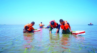 在渤海湾种出一片“海底草原”——河北省唐山市曹妃甸区精准施策恢复海草床生态系统