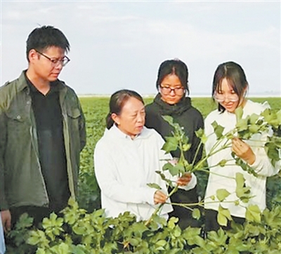 “像棉根一样深扎土地”