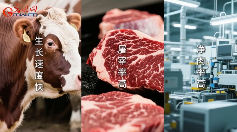 伊犁河畔，华西牛“犇“出新希望