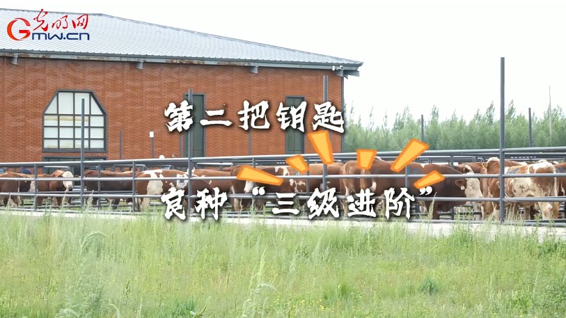 伊犁河畔，华西牛“犇“出新希望