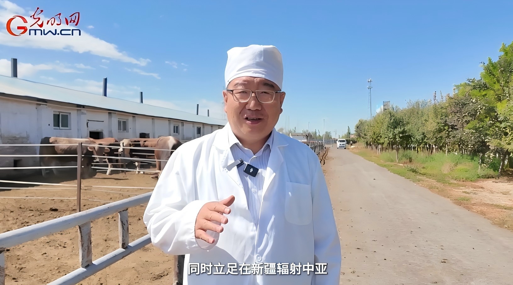 伊犁河畔，华西牛“犇“出新希望