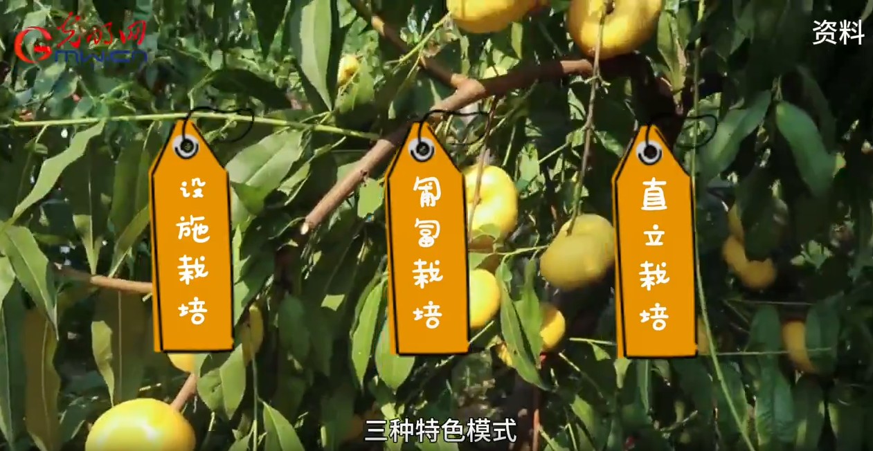 天山脚下的甜蜜事业