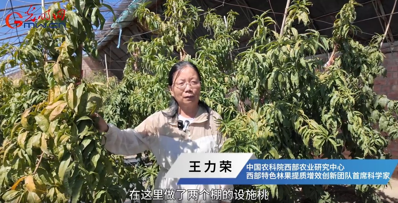 天山脚下的甜蜜事业