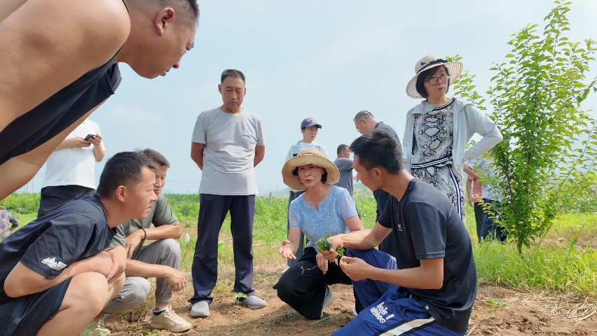 ​​一朵芍药的乡村振兴答卷