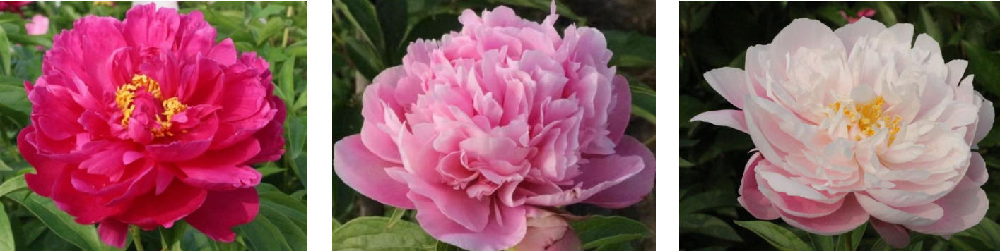 ​​一朵芍药的乡村振兴答卷
