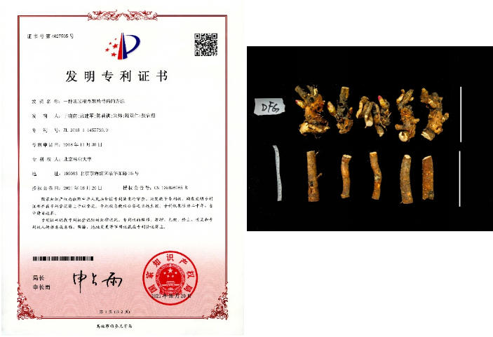 ​​一朵芍药的乡村振兴答卷