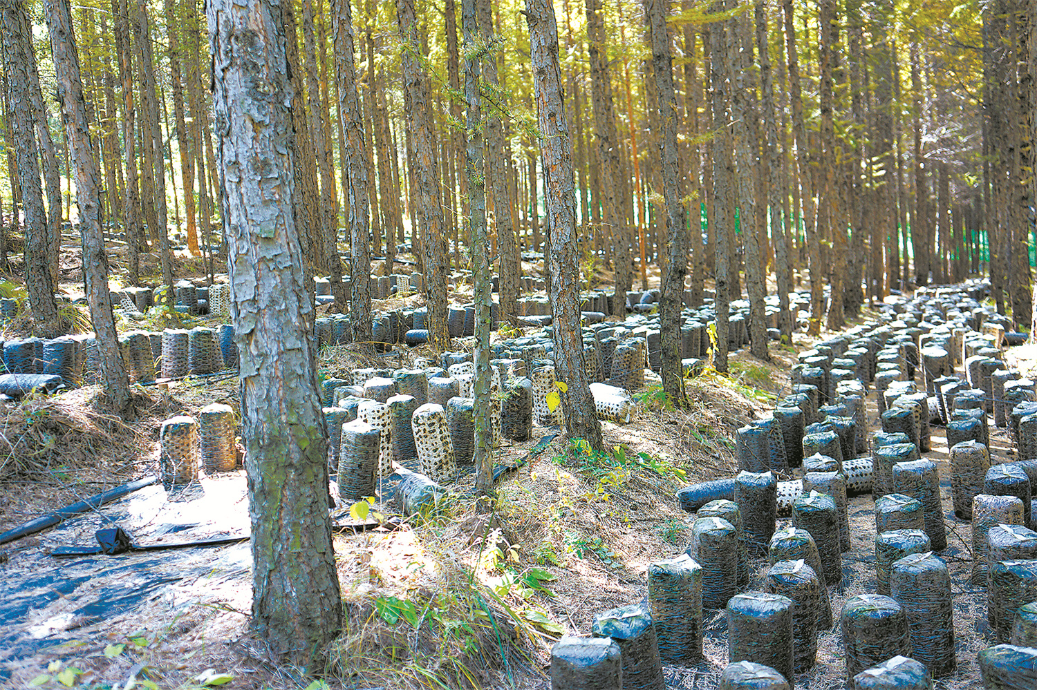 沙地生金，“两山”理念的赤峰实践