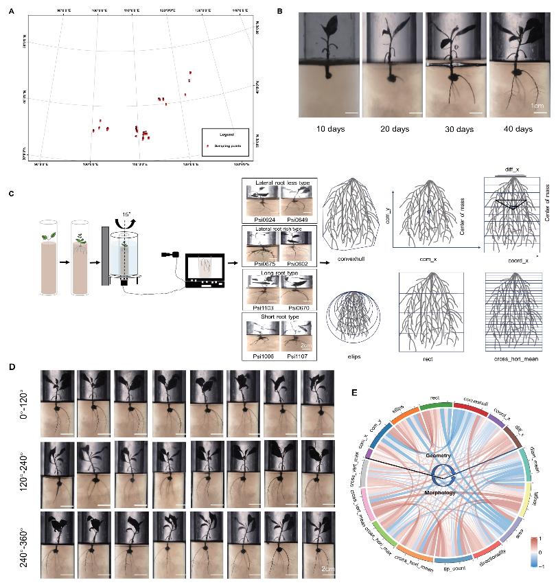 给杨树根系绘基因图谱 科学家找到助力根系改良关键“调节器”