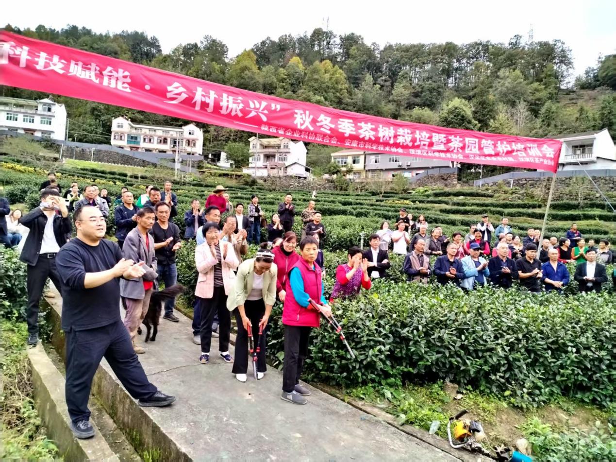“科技赋能乡村振兴”茶业专家走进安康汉滨区茶园进行技术帮扶活动