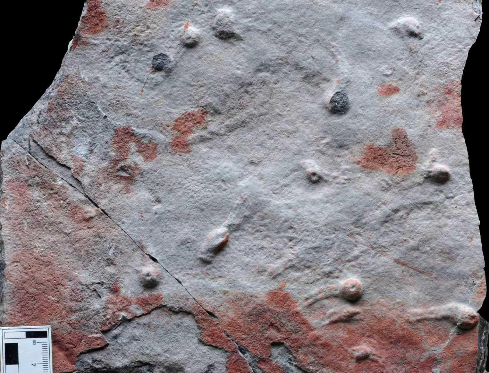 5.5亿年前在海底打洞竟改变地球环境与生命演化