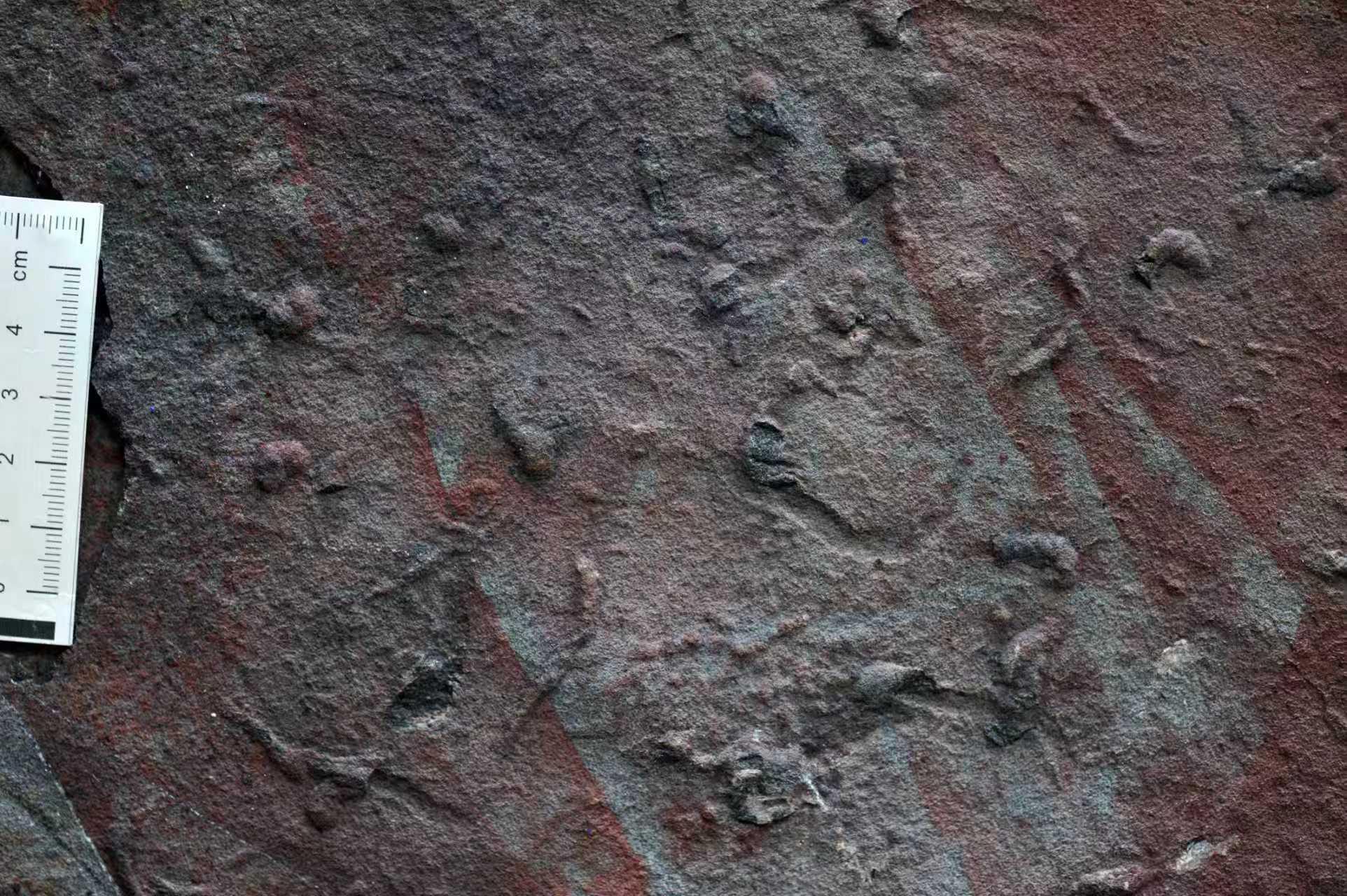 5.5亿年前在海底打洞竟改变地球环境与生命演化