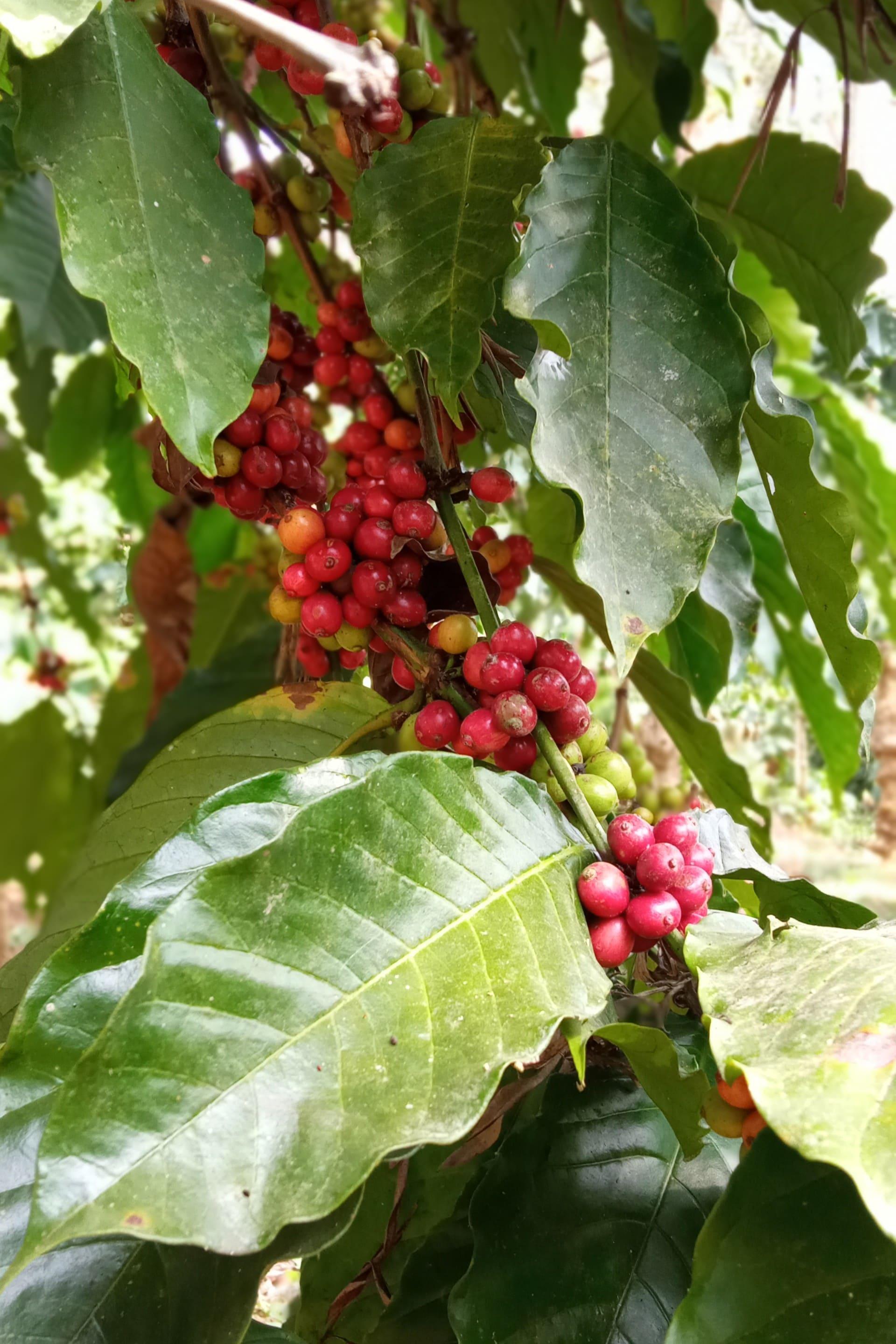 备受争议的猫屎咖啡究竟特别在哪