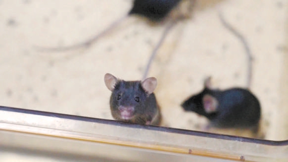 天宫“养鼠”引发生命科学新期待