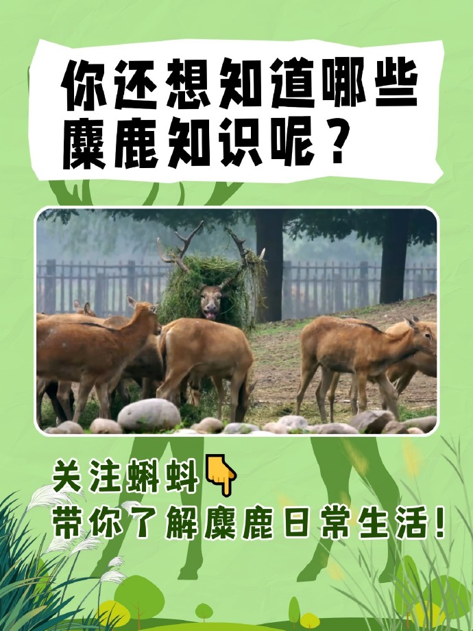 探秘“四不像”，赢高门厚“鹿”！蝌蚪五线谱启动麋鹿科普有奖问答