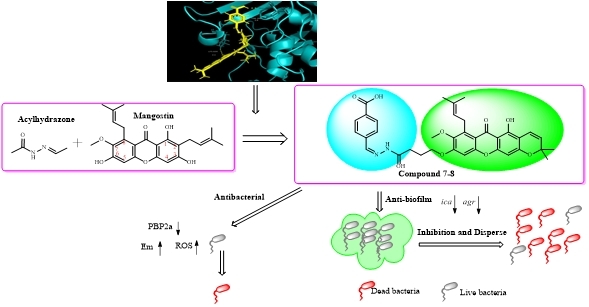 山竹皮里藏 “抗菌利器”！中国科学家破解耐药菌难题