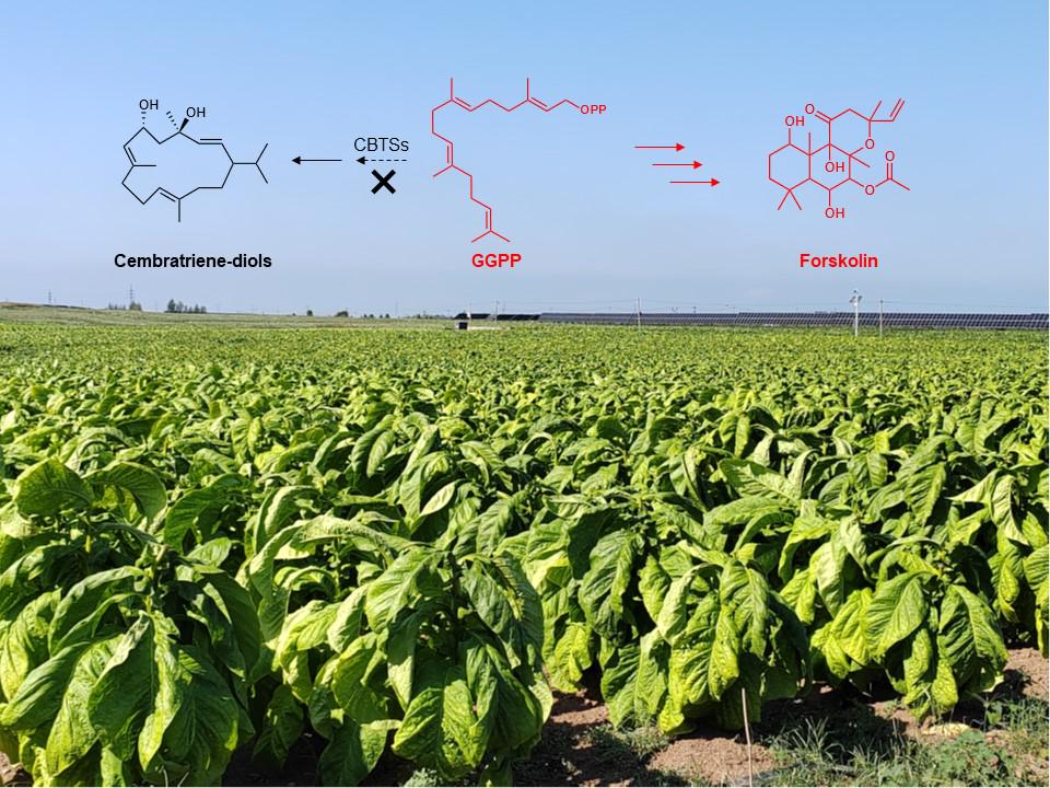 烟草变身“制药能手”？我国科学家高效合成天然药物毛喉素