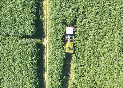汤加国王亲手种下的菌草，有何不一般？