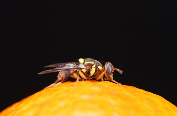 【科研论文科普解读】破译害虫DNA!我国科研团队绘出橘小实蝇基因组图谱 【科研论文科普解读】破译害虫DNA!我国科研团队绘出橘小实蝇基因组图谱