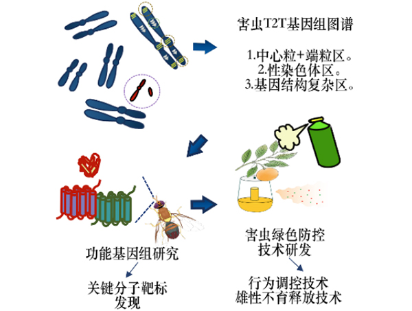 【科研论文科普解读】破译害虫DNA!我国科研团队绘出橘小实蝇基因组图谱 【科研论文科普解读】破译害虫DNA!我国科研团队绘出橘小实蝇基因组图谱