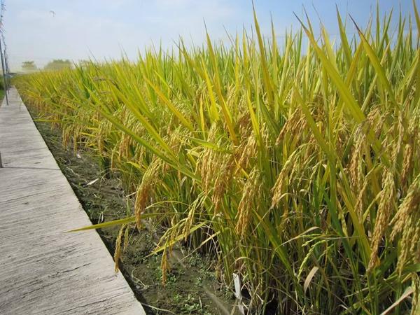 我国科学家破译水稻耐热密码