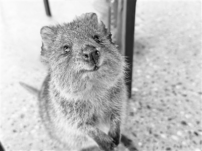 《疯狂动物城2》原来暗藏这些动物的“超能力” 《疯狂动物城2》原来暗藏这些动物的“超能力”