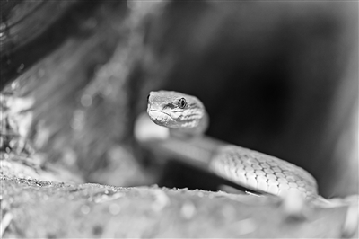 《疯狂动物城2》原来暗藏这些动物的“超能力” 《疯狂动物城2》原来暗藏这些动物的“超能力”