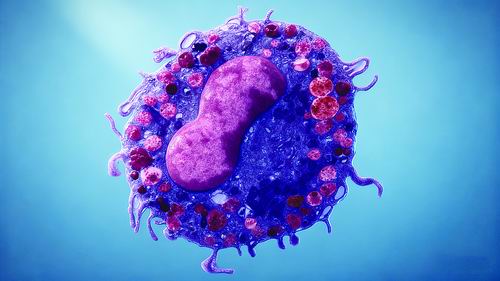 让癌细胞“过敏”,他们用“肥大细胞”治疗肿瘤 让癌细胞“过敏”,他们用“肥大细胞”治疗肿瘤