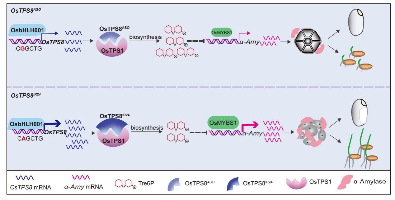 水稻为何“好看”与“好长”难两全？科学家揭示协同调控新机制