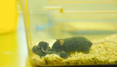 生了!我国首批“太空小鼠”返回后产崽