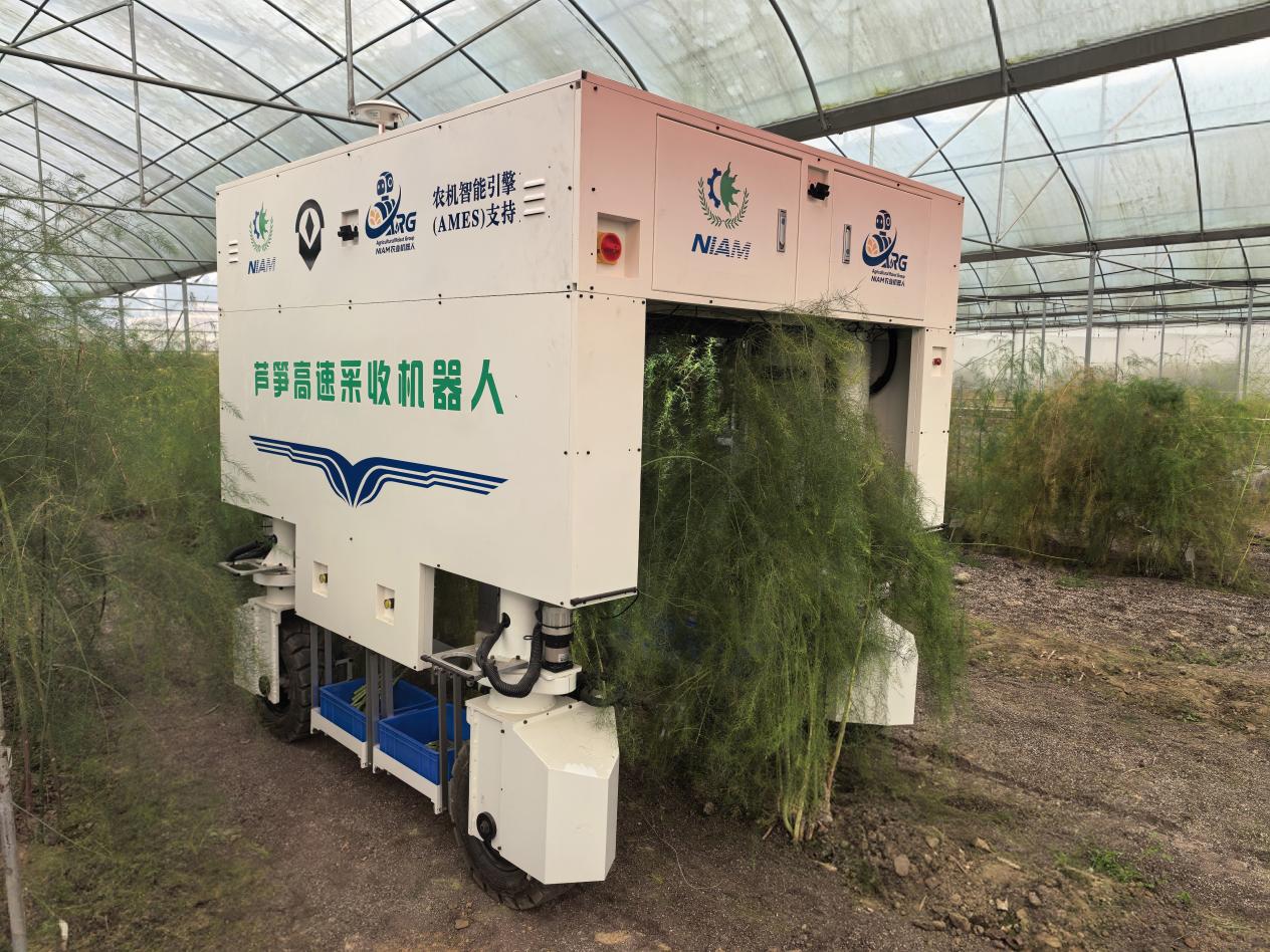 每小时采收2500根！我国首台芦笋高速采收机器人问世