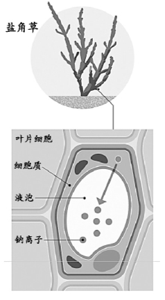 盐碱地:未来粮仓? 盐碱地:未来粮仓?