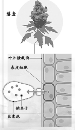 盐碱地:未来粮仓? 盐碱地:未来粮仓?