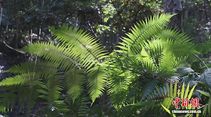 江西安远发现大面积“植物活化石”金毛狗蕨天然种群