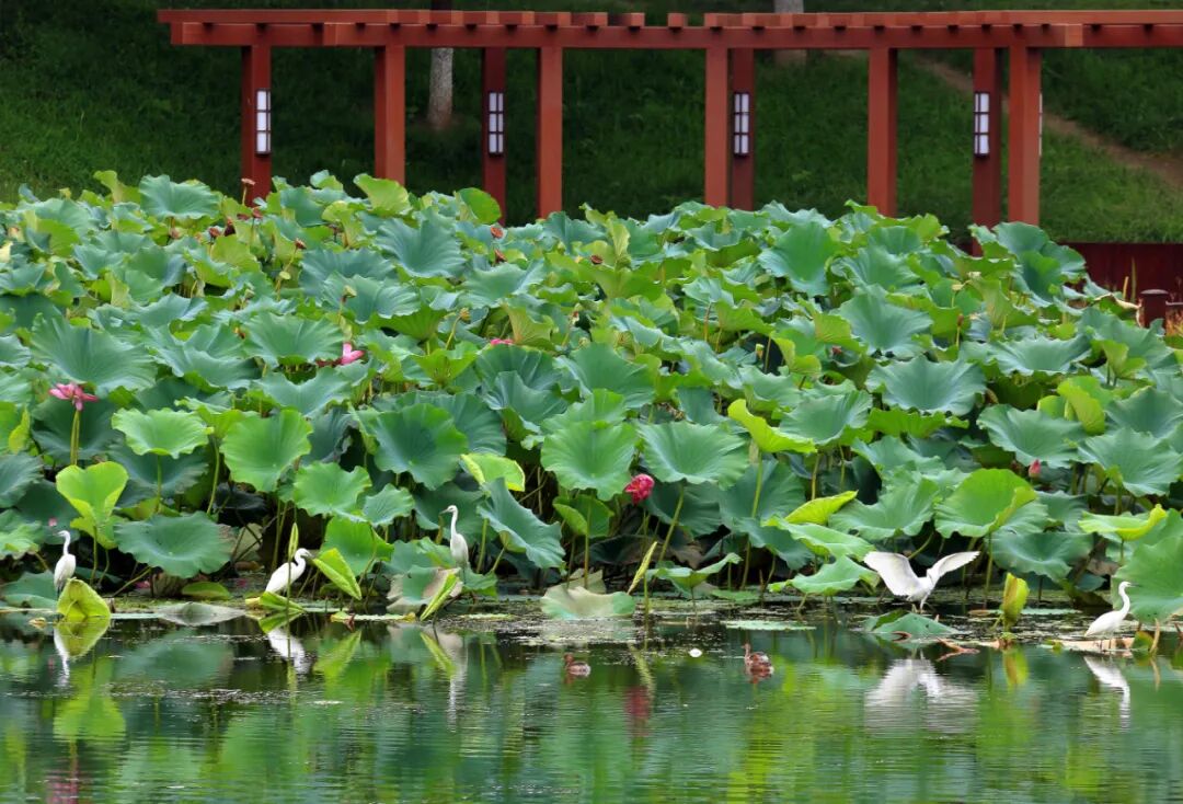 绿隔建设成效斐然 绘就和谐共生新图景