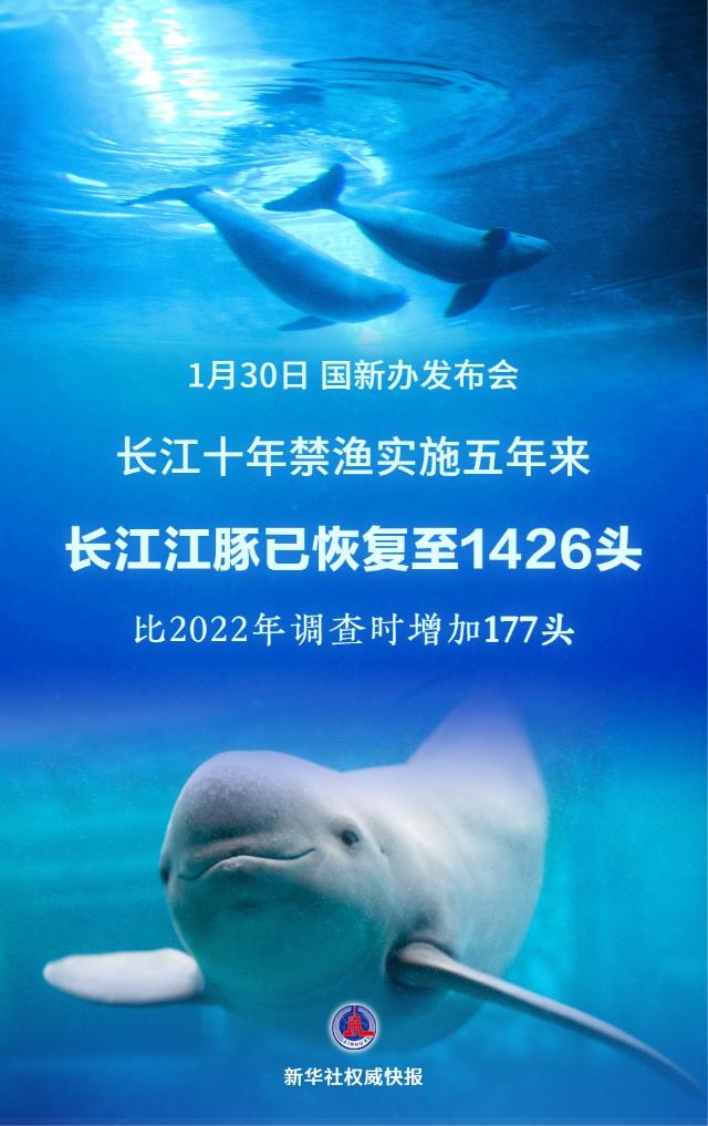 1426头!长江江豚数量实现恢复性增长 1426头!长江江豚数量实现恢复性增长