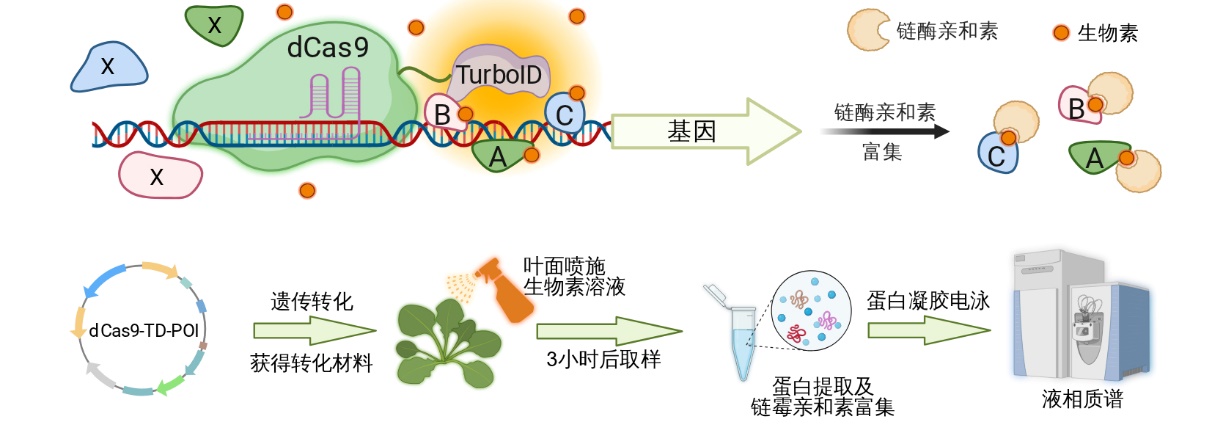 基因“捕手”上线！精准锁定“闪现”调控因子