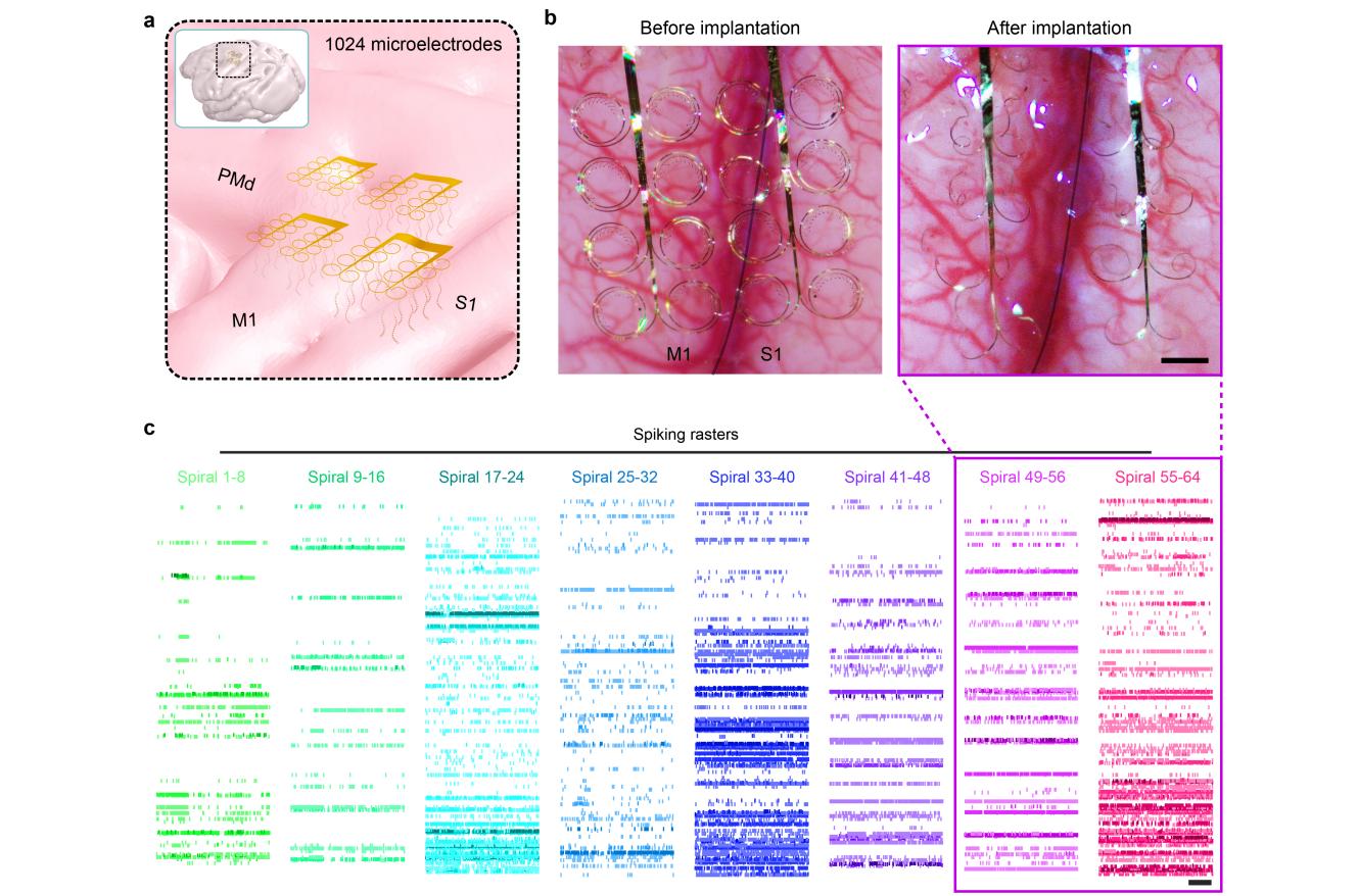 更低损伤、更高精度，新型柔性电极破解脑机接口核心难题