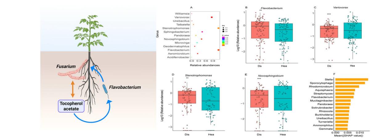 菌植协同为作物病害绿色防治提供新方案
