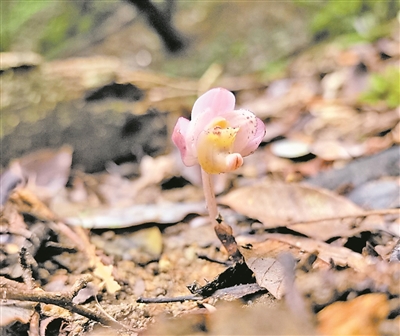 深山科考刷新武夷山兰科植物物种清单