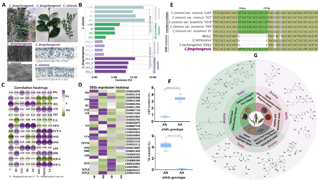 珍稀濒危防城茶解锁茶饮新可能