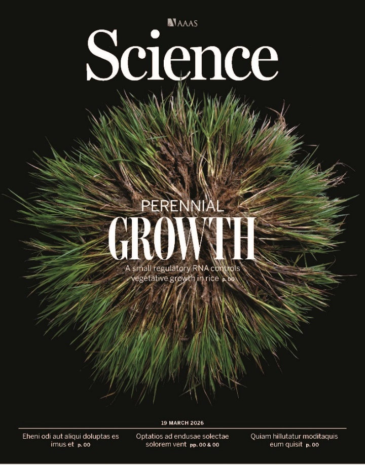 一次播种多茬收获！水稻有望突破“一岁一枯荣”