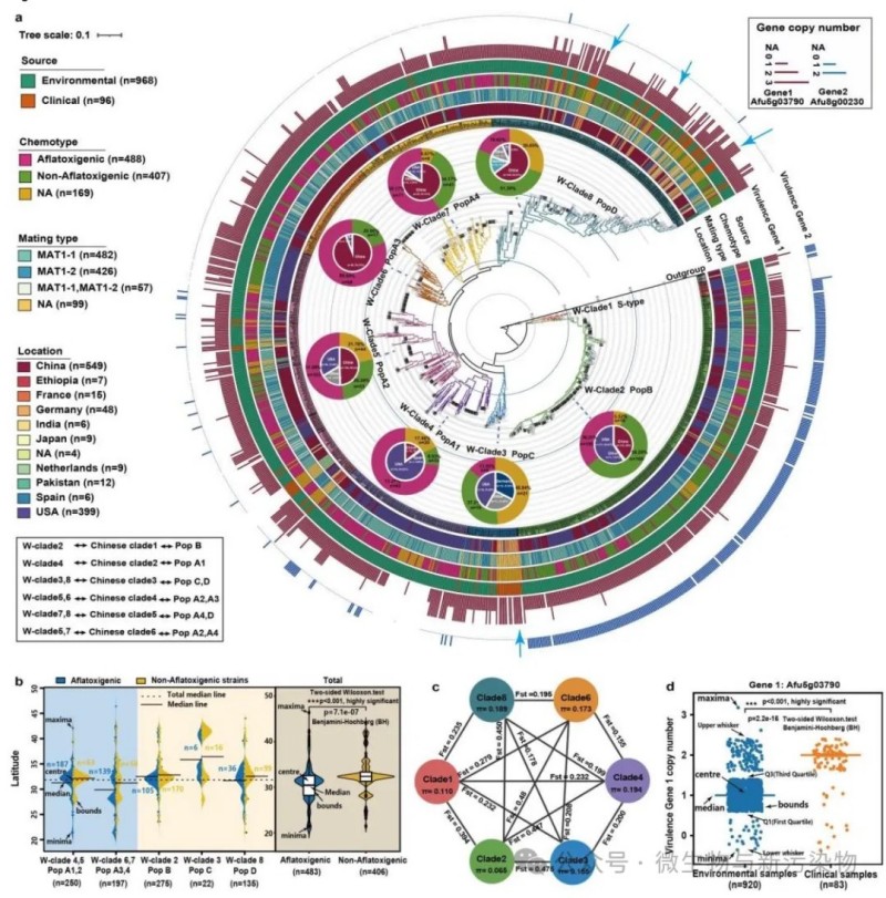 关乎餐桌安全！黄曲霉为啥有的“剧毒”有的“温和”？科学家终于找到答案
