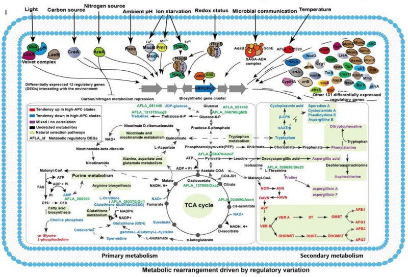 关乎餐桌安全！黄曲霉为啥有的“剧毒”有的“温和”？科学家终于找到答案