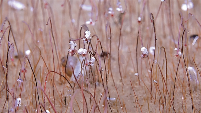 2025年度“中国科学十大进展”揭晓——攀登!直抵科学高峰